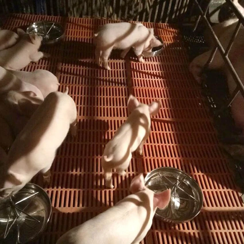 Application of Pig feeding bowl Application of Pig feeding bowl
